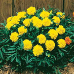 Janie Yellow Marigold Seeds Dwarf Early-Blooming Yellow Marigold High Germination Garden Seeds heirloom non-gmo seeds
