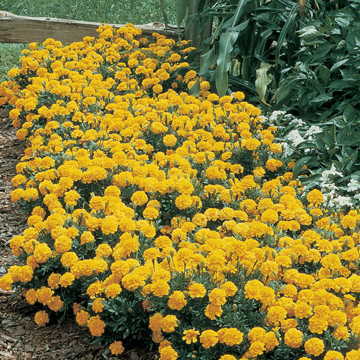 Primrose Yellow Marigold Seeds Janie Soft Yellow Dwarf Marigolds High Germination Garden Seeds heirloom non-gmo seeds
