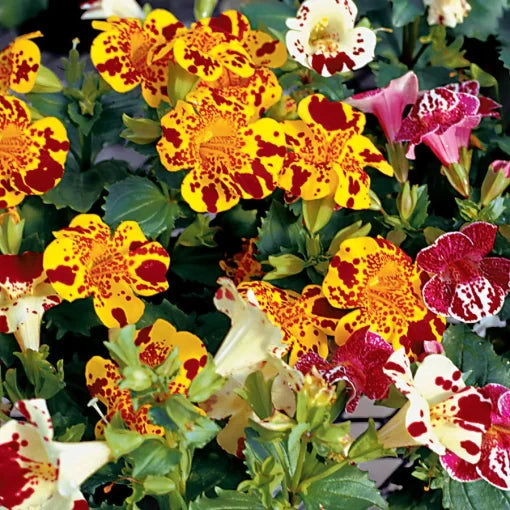 Magic Blotch Monkey Flower Seeds Distinctive Blotched Mimulus Blooms High Germination Garden Seeds heirloom non-gmo seeds
