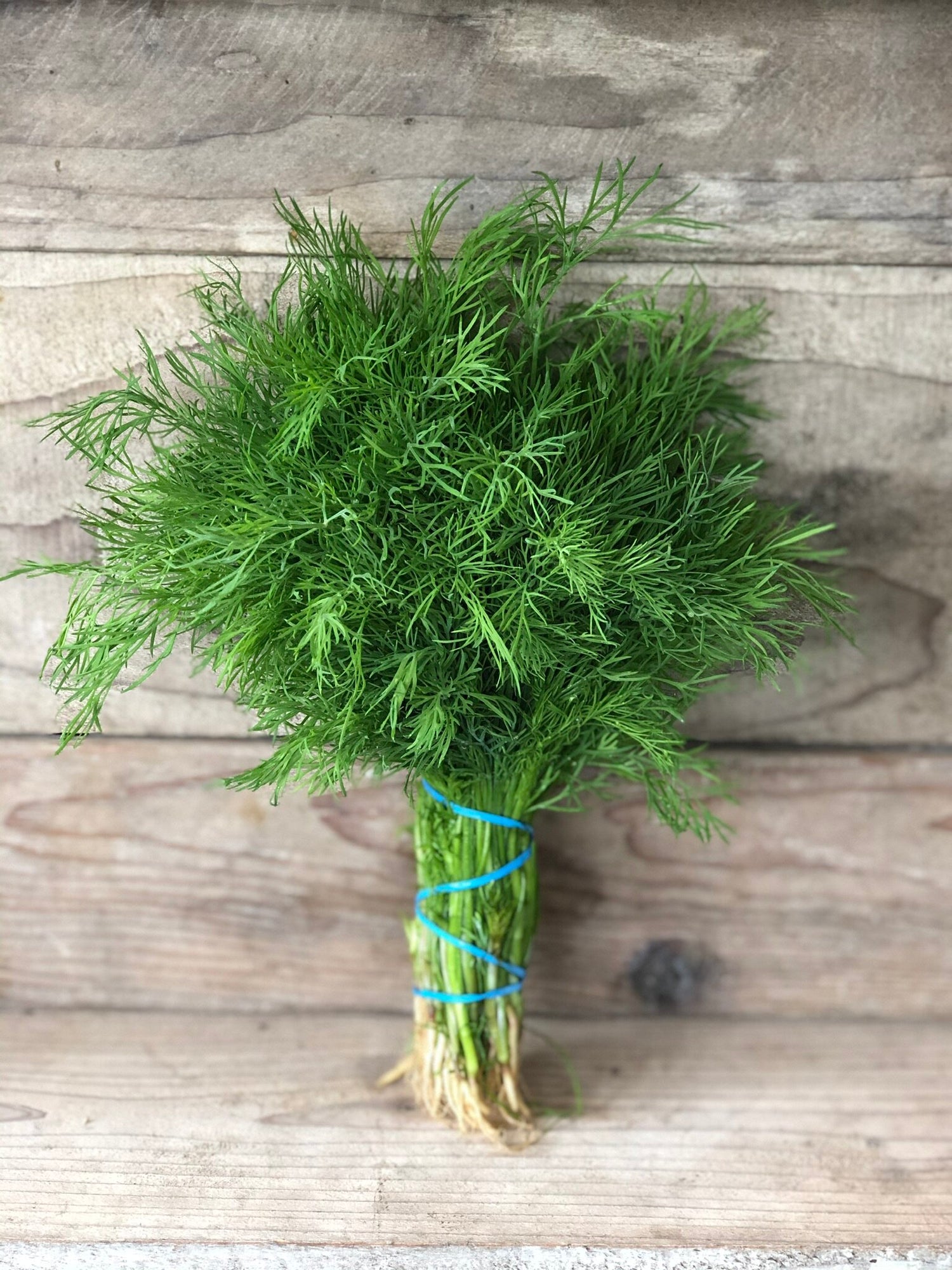 Dill Seeds - Bouquet (Common)