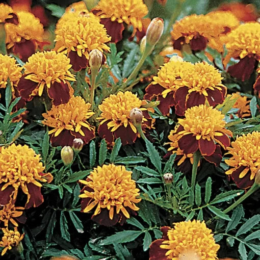 Tiger Eyes Marigold Seeds Golden Flowers with Red Centers High Germination Garden Seeds heirloom non-gmo seeds