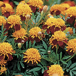 Tiger Eyes Marigold Seeds Striking Red-and-Yellow Marigold Blooms High Germination Garden Seeds heirloom non-gmo seeds