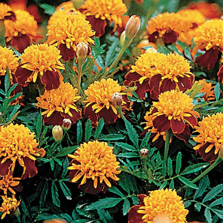 flowers high quality flower seeds for growing vibrant and colorful blooms in home gardens and landscapes organic flowers premium organic flower seeds for sustainable gardening and beautiful blossoms suitable for all climates