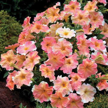 Flambe Petunia Seeds Dolcissima Style Ruffled Petunia Blooms High Germination Garden Seeds heirloom non-gmo seeds
