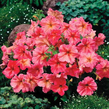 Fragolino Petunia Seeds Dolcissima Style Strawberry-Pink Petunia High Germination Garden Seeds heirloom non-gmo seeds