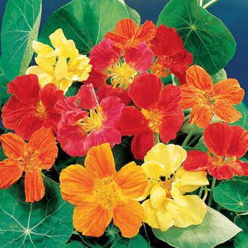 Whirlybird Nasturtium Seeds Upright Free-Blooming Nasturtium Blend High Germination Garden Seeds Tropaeolum majus heirloom non-gmo seeds