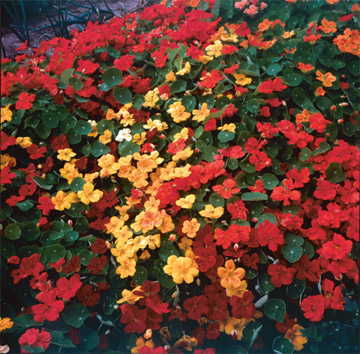 Fragrant Giants Nasturtium Seeds Large Scented Trailing Nasturtium High Germination Garden Seeds Tropaeolum majus heirloom non-gmo seeds