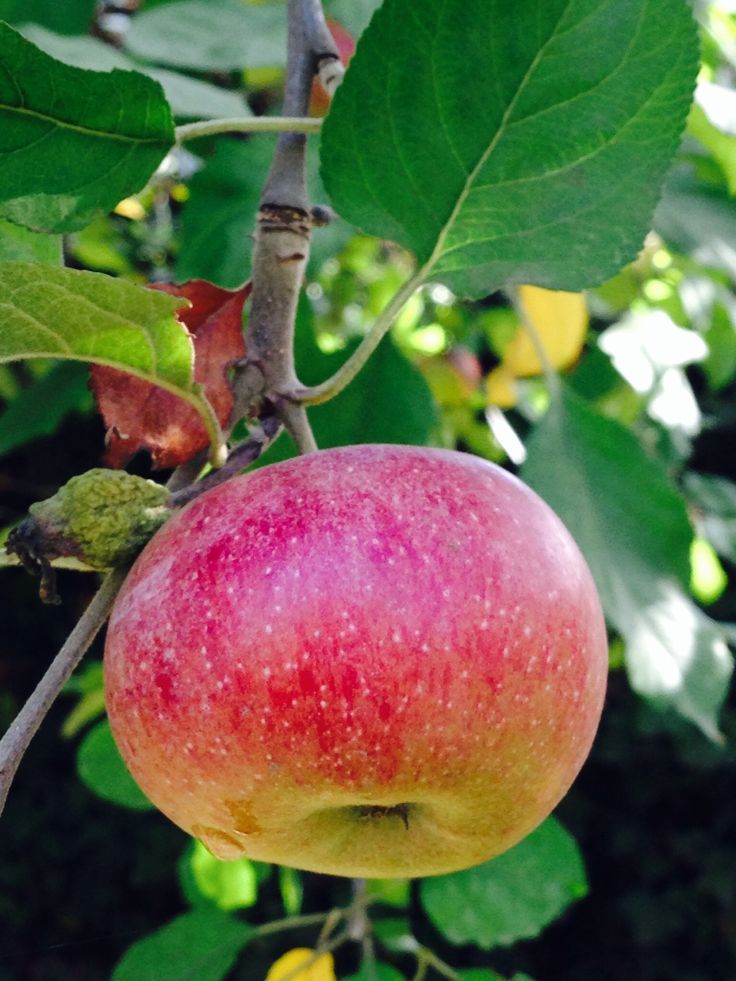 Colonnade ‘Maypole’ Apple (Malus domestica)