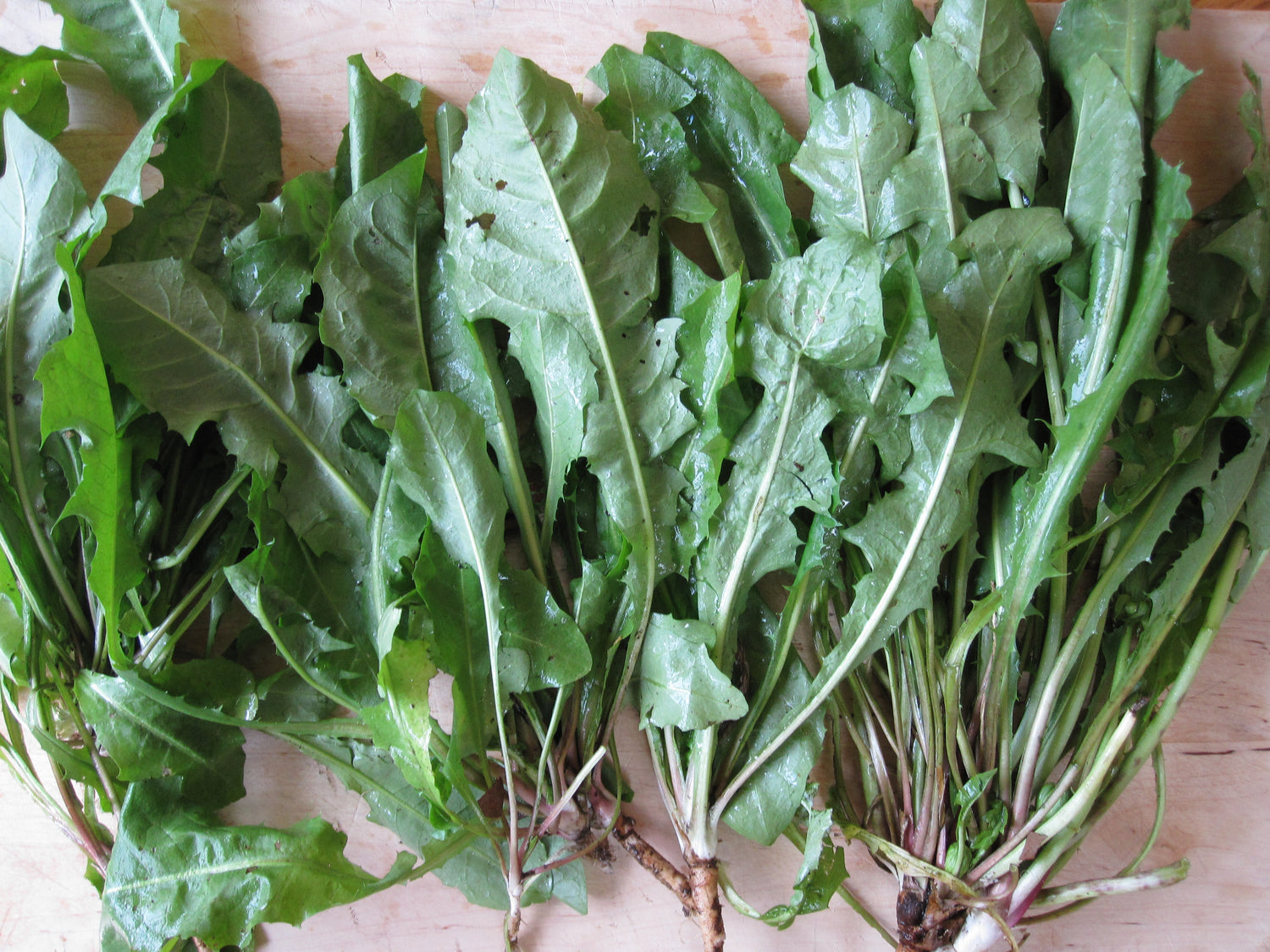 Dandelion Seeds - French