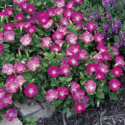 Rosy Dawn Petunia Seeds Easy Wave Rosy Pink Trailing Petunias High Germination Garden Seeds heirloom non-gmo seeds