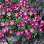 Rosy Dawn Petunia Seeds Easy Wave Rosy Pink Trailing Petunias High Germination Garden Seeds heirloom non-gmo seeds