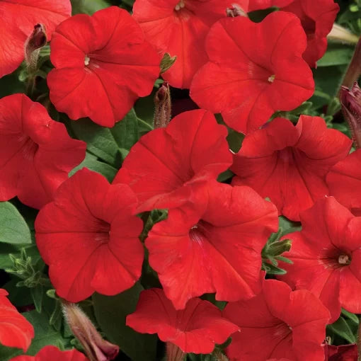 Red Petunia Seeds Easy Wave Vibrant Red Trailing Petunias High Germination Garden Seeds heirloom non-gmo seeds