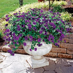 Blue Hybrid Petunia Seeds Wave Series Bright Blue Blooms High Germination Garden Seeds heirloom non-gmo seeds
