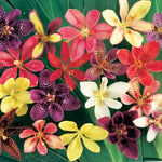 Candy Lily Seeds Vibrant Bi-Color Iris-Lily Hybrid Flowers High Germination Garden Seeds heirloom non-gmo seeds