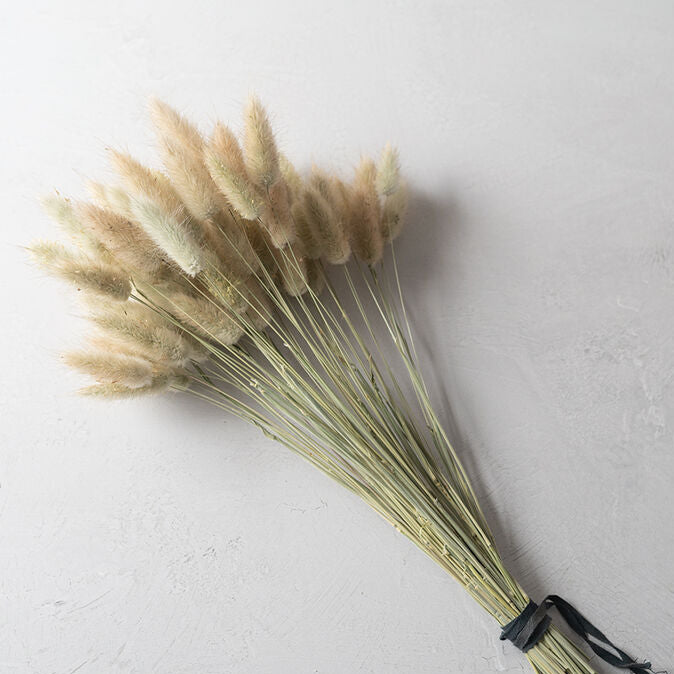 Hare's Tail Grass Ornamental Grass Seed