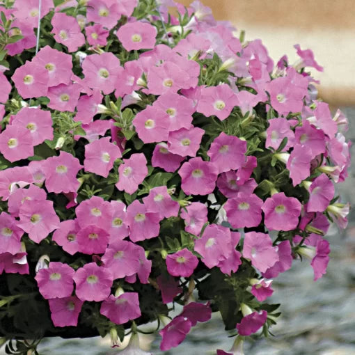 Pink Petunia Seeds Wave Soft Pink Trailing Petunias High Germination Garden Seeds heirloom non-gmo seeds