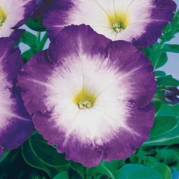 Blue Morn Hybrid Petunia Seeds Merlin Soft Blue Morning Petunia High Germination Garden Seeds heirloom non-gmo seeds