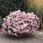 Misty Lilac Petunia Seeds Wave Soft Misty Lilac Trailing Petunias High Germination Garden Seeds heirloom non-gmo seeds