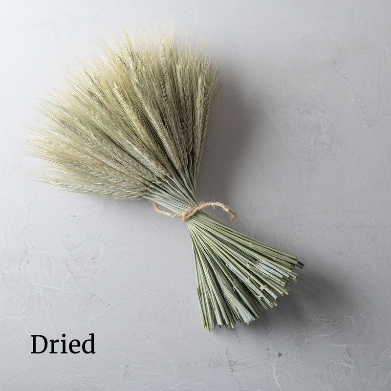 Silver Tip Ornamental Grass Seed