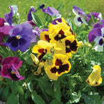 flowers high quality flower seeds for growing vibrant and colorful blooms in home gardens and landscapes organic flowers premium organic flower seeds for sustainable gardening and beautiful blossoms suitable for all climates