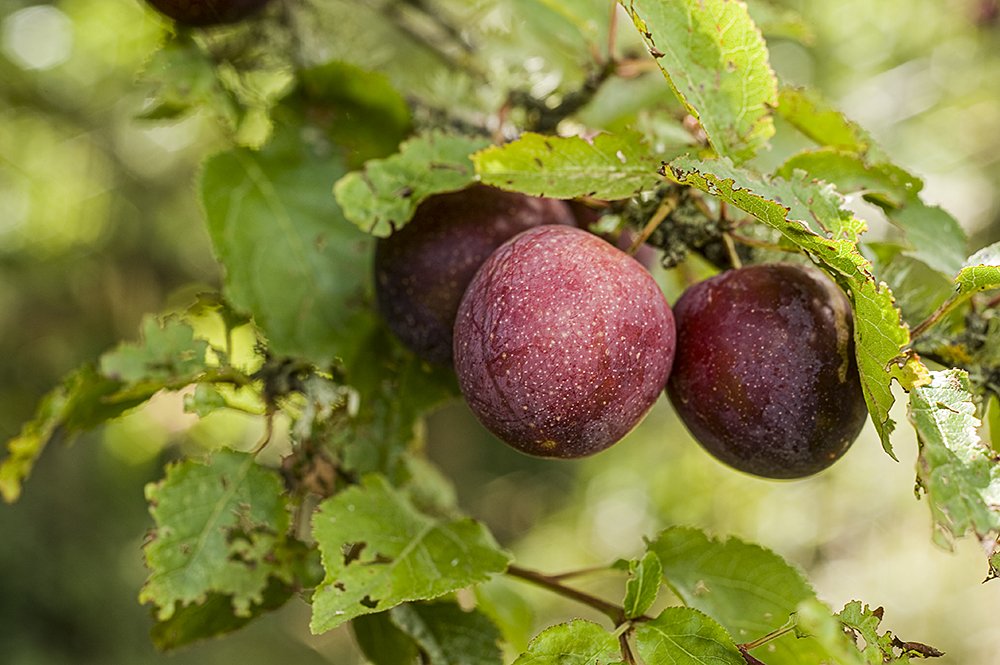 Murray’s Plum (Spondias mombin) Seeds