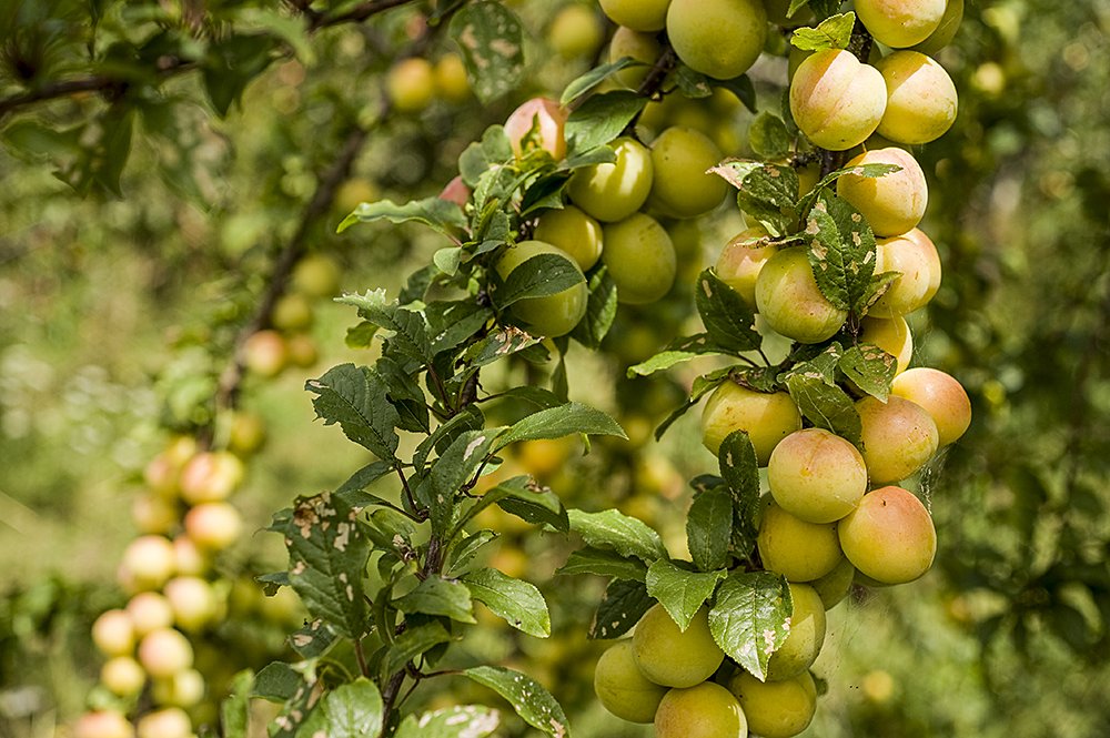 Murray’s Plum (Spondias mombin) Seeds