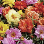 Sundial Moss Rose Seeds Groundcover Hardy Portulaca Blend High Germination Garden Seeds heirloom non-gmo seeds