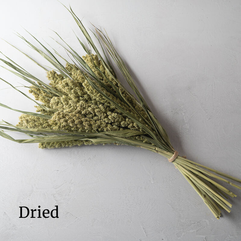 Lime Light Spray Millet Ornamental Grass Seed