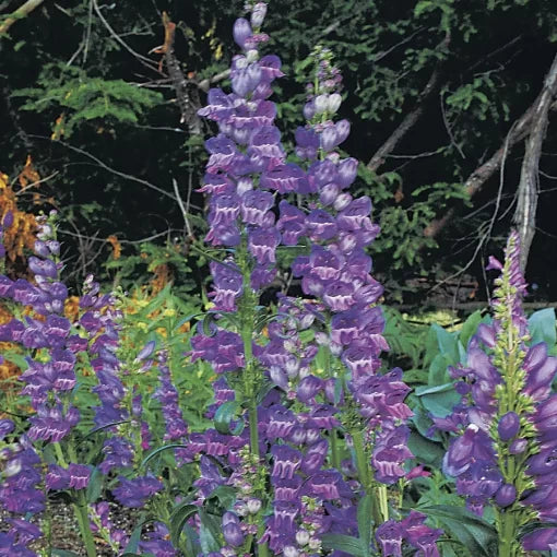 Rocky Mountain Penstemon Seeds Native Blue-Purple Beardtongue High Germination Garden Seeds heirloom non-gmo seeds