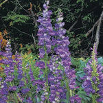 Rocky Mountain Penstemon Seeds Native Blue-Purple Beardtongue High Germination Garden Seeds heirloom non-gmo seeds