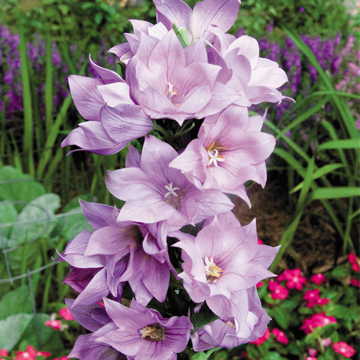 Double Lavender Balloon Flower Seeds Astra Style Large Lavender Blooms High Germination Garden Seeds heirloom non-gmo seeds