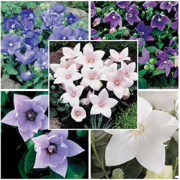 Astra Balloon Flower Seeds Mixed Blue-Pink-White Balloon Flowers High Germination Garden Seeds heirloom non-gmo seeds