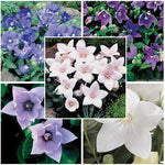 Astra Balloon Flower Seeds Mixed Blue-Pink-White Balloon Flowers High Germination Garden Seeds heirloom non-gmo seeds