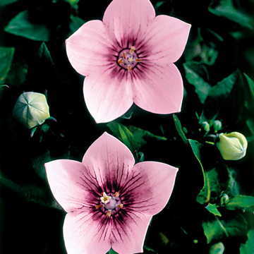 Astra Pink Balloon Flower Seeds Large Pink Platycodon Blooms High Germination Garden Seeds heirloom non-gmo seeds