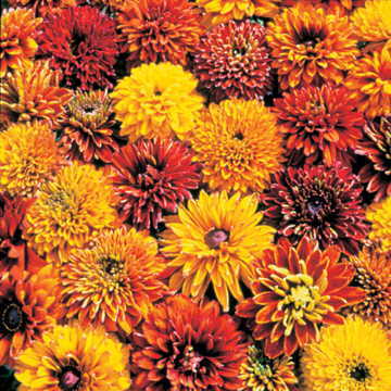 Cherokee Sunset Gloriosa Daisy Seeds Multicolor Rudbeckia Gloriosa High Germination Garden Seeds Bellis perennis heirloom non-gmo seeds