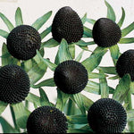 Green Wizard Rudbeckia Seeds Unique Green Cone Rudbeckia Variety High Germination Garden Seeds heirloom non-gmo seeds