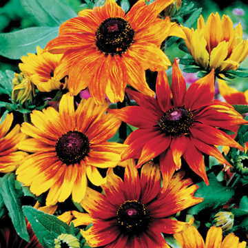 Autumn Colors Rudbeckia Seeds Fall Shade Multicolor Rudbeckia High Germination Garden Seeds heirloom non-gmo seeds
