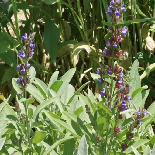 Sage Herb Seeds Aromatic Culinary Garden Sage High Germination Garden Seeds heirloom non-gmo seeds