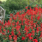 Park s Whopper Lighthouse Salvia Seeds Tall Blue Salvia Seeds Pollinator Friendly Garden Salvia High Germination Garden Seeds blue spire salvia seeds tall blue perennial salvia seeds pollinator attractor salvia seeds heirloom non-gmo seeds