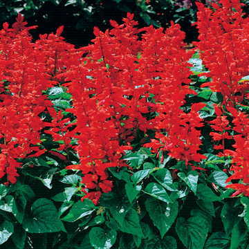 Flare Salvia Seeds Bright Red Spiking Garden Salvia High Germination Garden Seeds heirloom non-gmo seeds