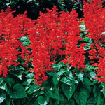 Flare Salvia Seeds Bright Red Spiking Garden Salvia High Germination Garden Seeds heirloom non-gmo seeds
