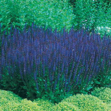 Blue Queen Salvia Seeds Classic Deep Blue Garden Sage High Germination Garden Seeds heirloom non-gmo seeds