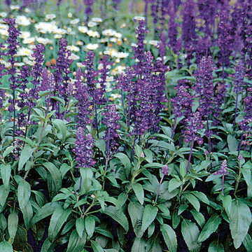 Violet Salvia Seeds Rich Purple Blooming Garden Sage High Germination Garden Seeds heirloom non-gmo seeds