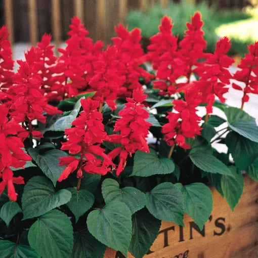 Vista Red Salvia Seeds Intense Red Garden Salvia High Germination Garden Seeds heirloom non-gmo seeds