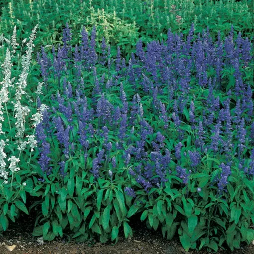 Victoria Salvia Seeds Upright Perennial Garden Sage Variety High Germination Garden Seeds heirloom non-gmo seeds