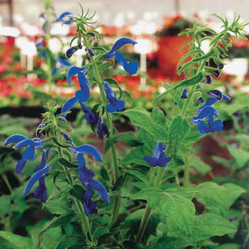 Blue Angel Salvia Seeds Sky Blue Flowering Sage High Germination Garden Seeds heirloom non-gmo seeds