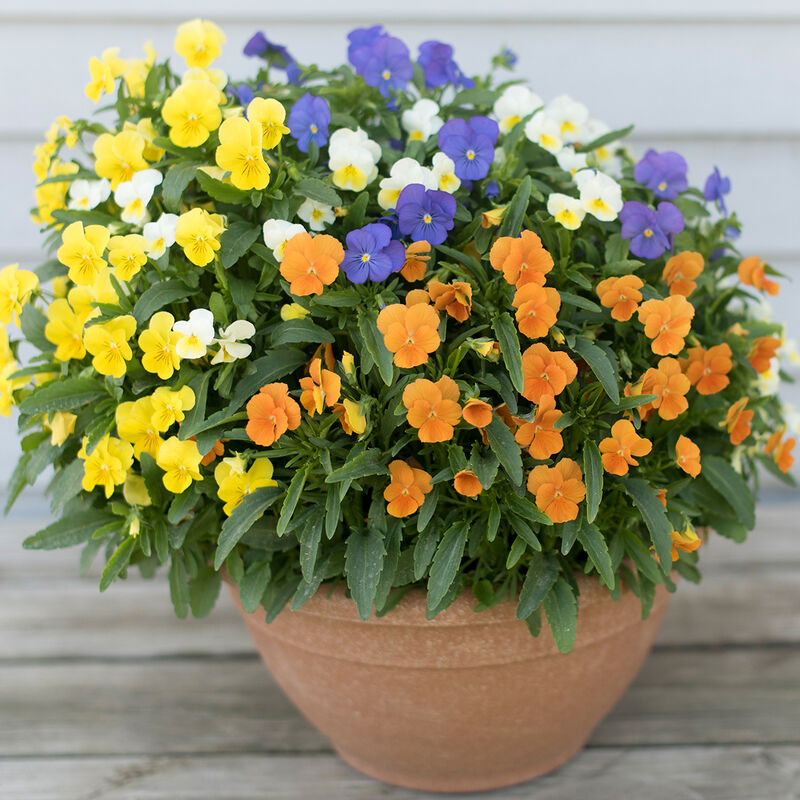 flowers high quality flower seeds for growing vibrant and colorful blooms in home gardens and landscapes organic flowers premium organic flower seeds for sustainable gardening and beautiful blossoms suitable for all climates