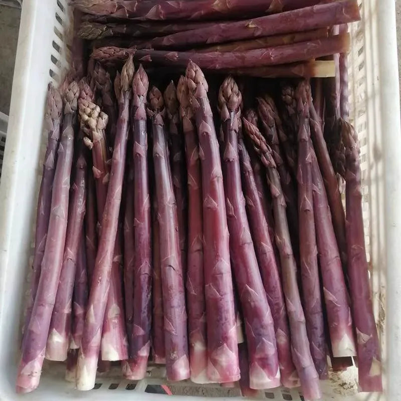 Asparago Vegetable Seeds for Planting