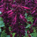 Vista Purple Salvia Seeds Deep Purple Upright Garden Sage High Germination Garden Seeds heirloom non-gmo seeds