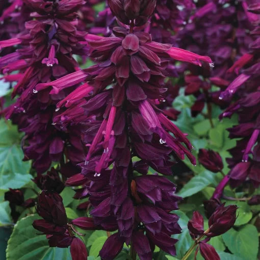 Vista Purple Salvia Seeds Deep Purple Upright Garden Sage High Germination Garden Seeds heirloom non-gmo seeds